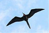 Magnificent Frigatebird